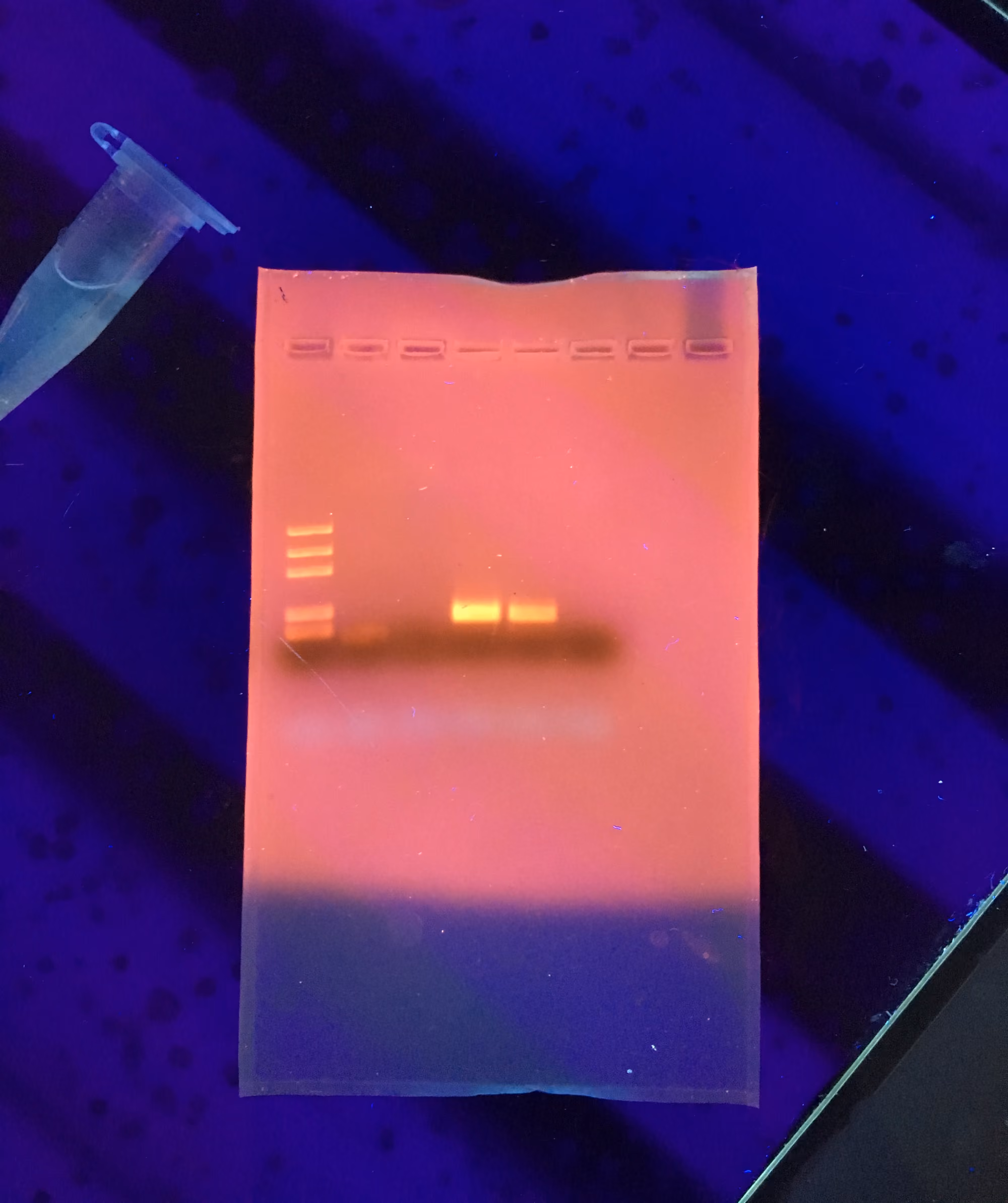 실제 젤은 위 도식과 두 가지가 다르다. 띠의 밝기가 제각각이고(그 자리에 든 DNA 양에 따라 다르다), 경계가 또렷하지 않고 번진다. 왼쪽 레인처럼 여러 띠가 사다리처럼 늘어선 것이 크기를 재는 자 노릇을 한다